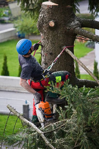 Best Storm Damage Tree Cleanup  in Tahoe Vista, CA